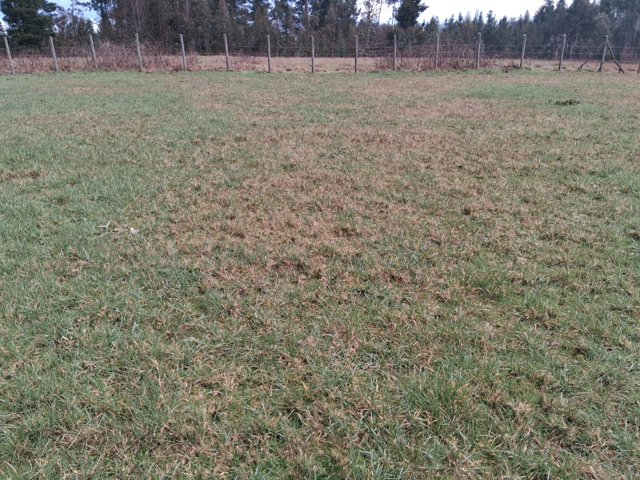 Parcela en venta en Pitrufquén — foto 4