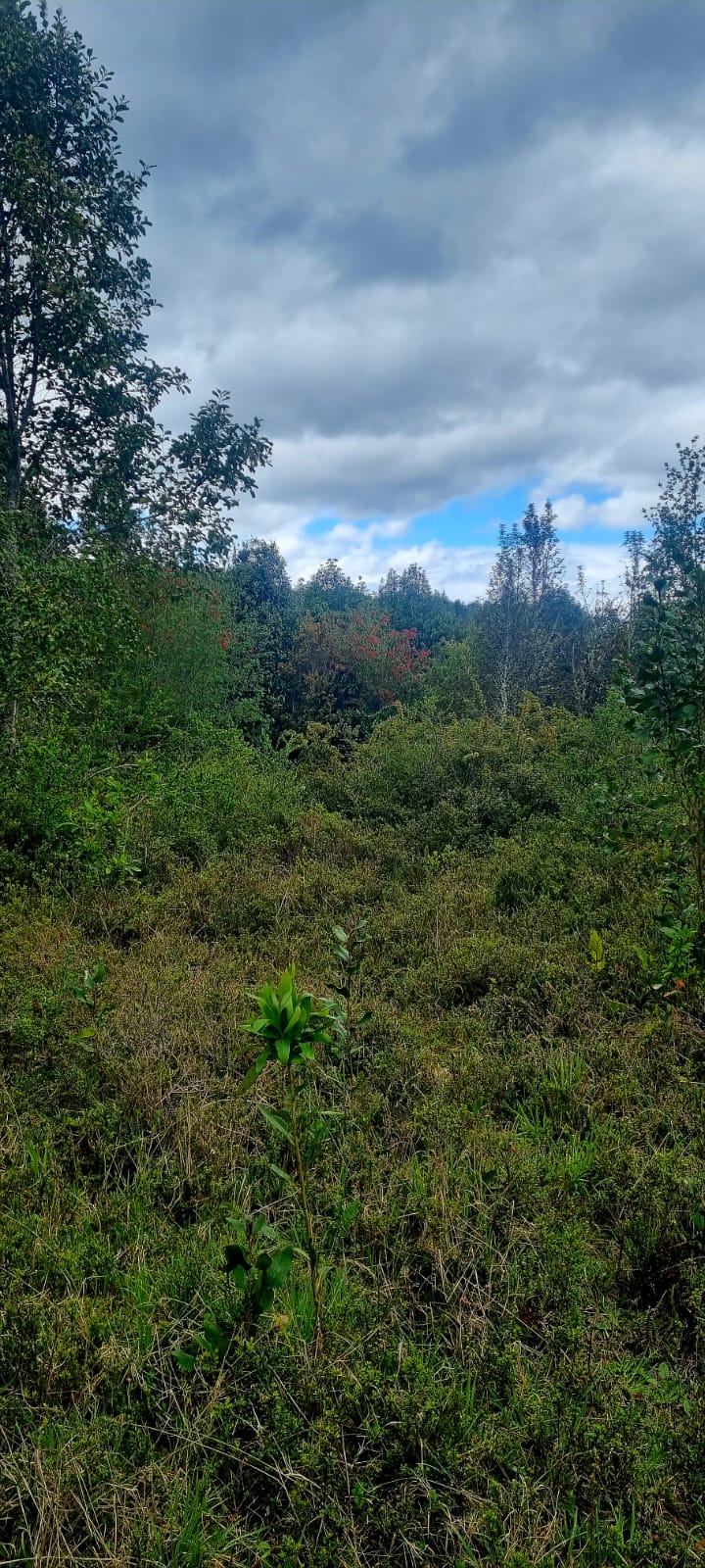Parcela en venta en Puerto Montt — foto 7
