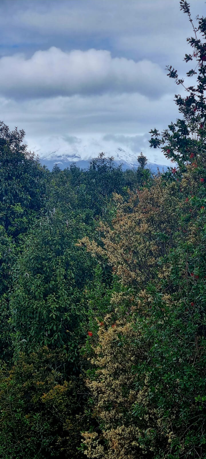 Parcela en venta en Puerto Montt — foto 10