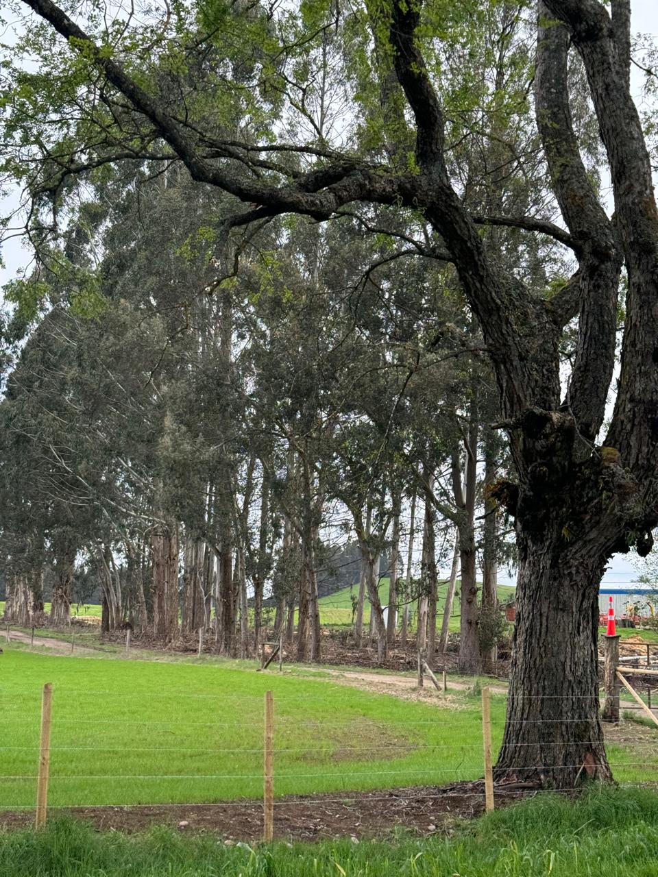 Terreno en venta en Puerto Varas — foto 5