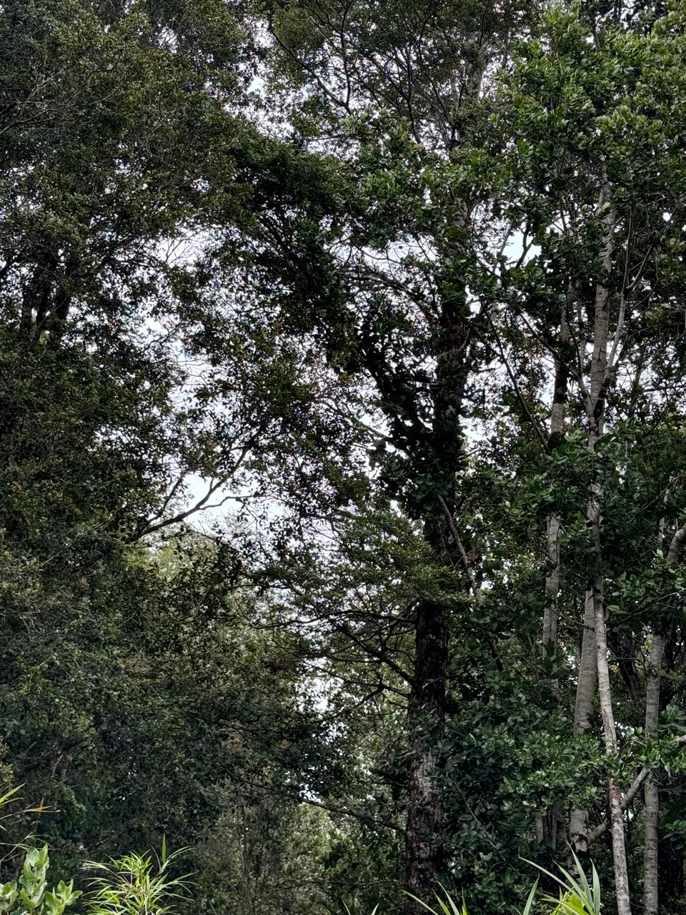 Parcela en venta en Puerto Montt — foto 10