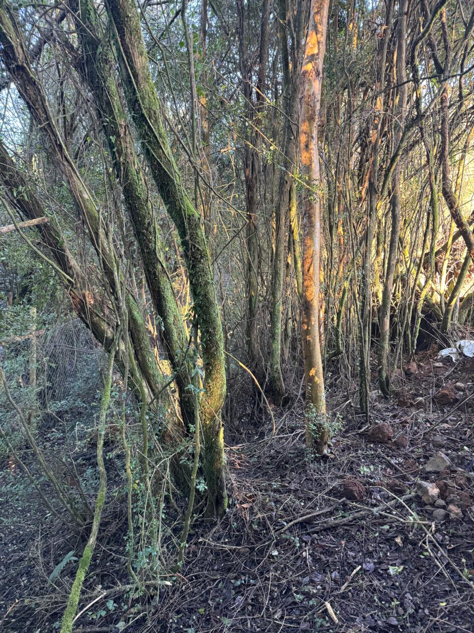Terreno en venta en Puerto Montt — foto 4