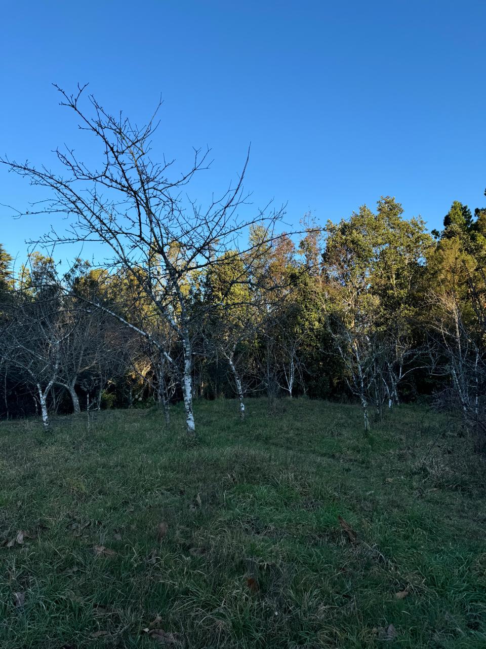 Terreno en venta en Puerto Montt — foto 5