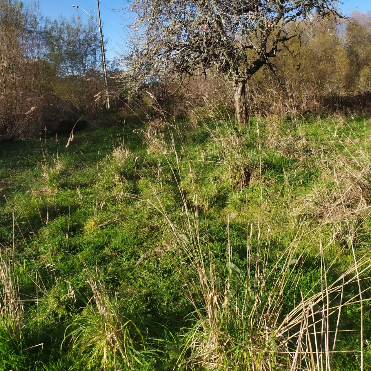 Terreno en venta en Los Muermos — foto 4