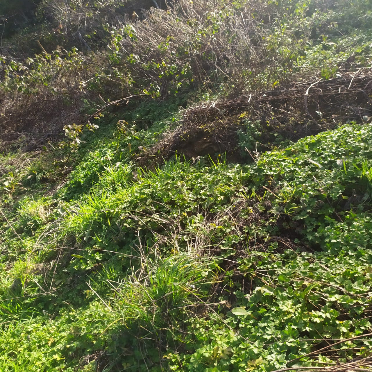 Terreno en venta en Los Muermos — foto 5