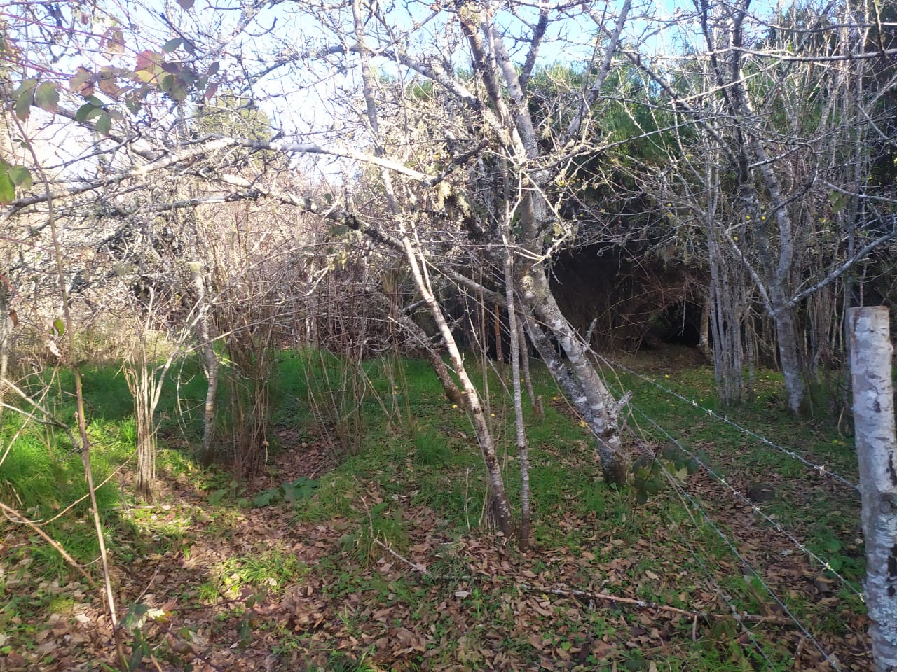 Terreno en venta en Los Muermos — foto 6