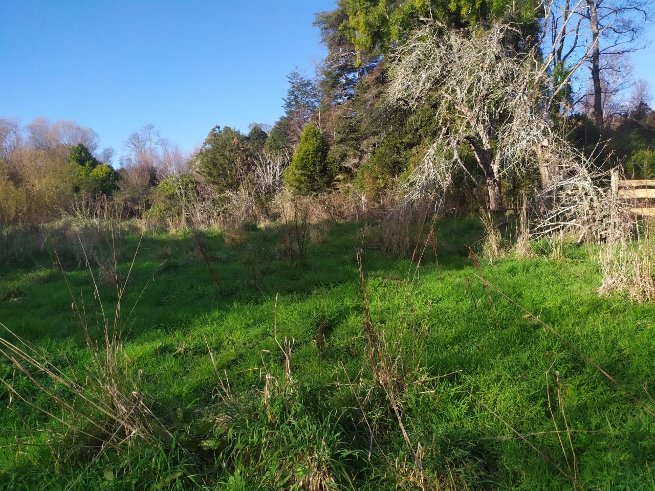 Terreno en venta en Los Muermos — foto 8