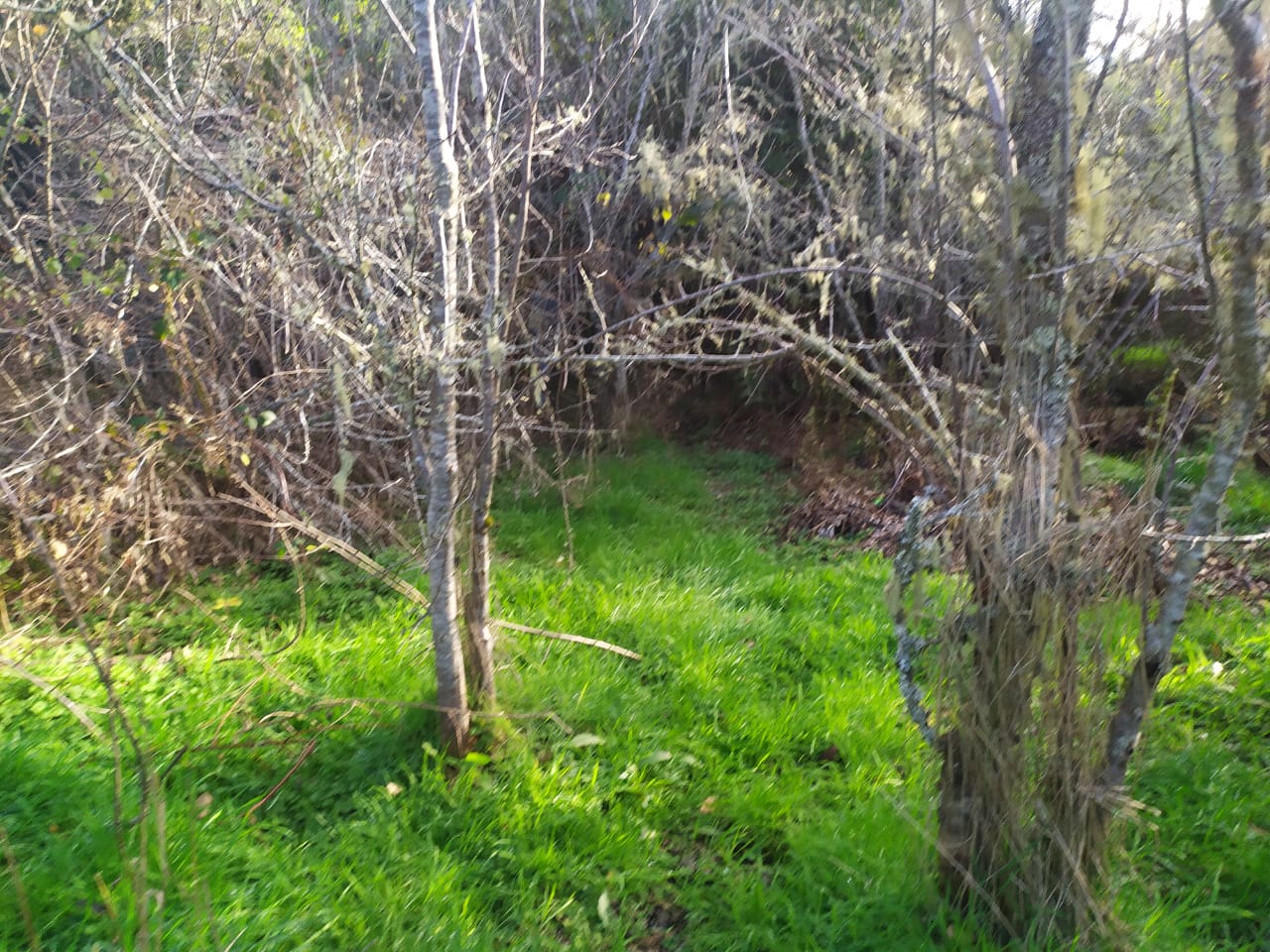Terreno en venta en Los Muermos — foto 9