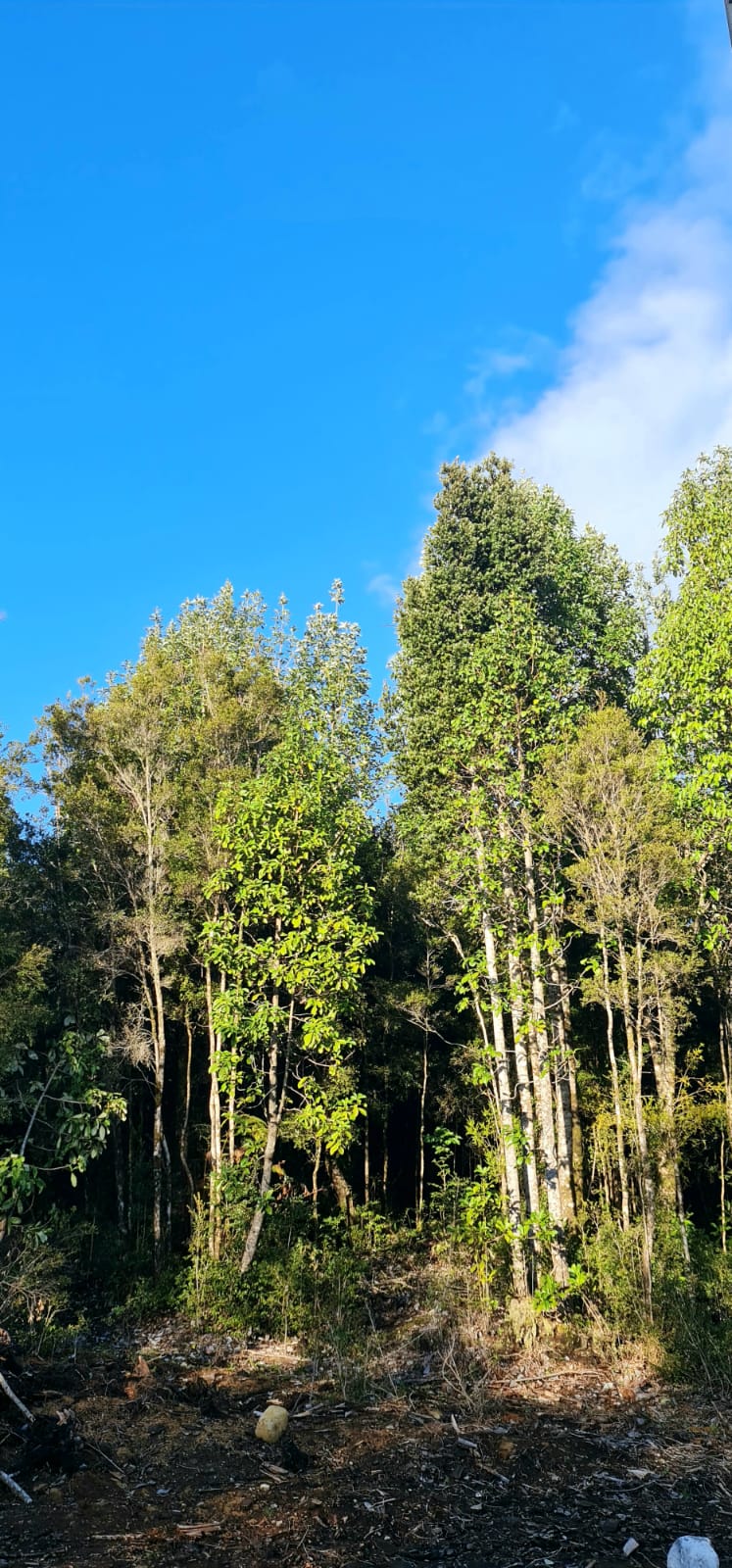 Parcela en venta en Puerto Varas — foto 10