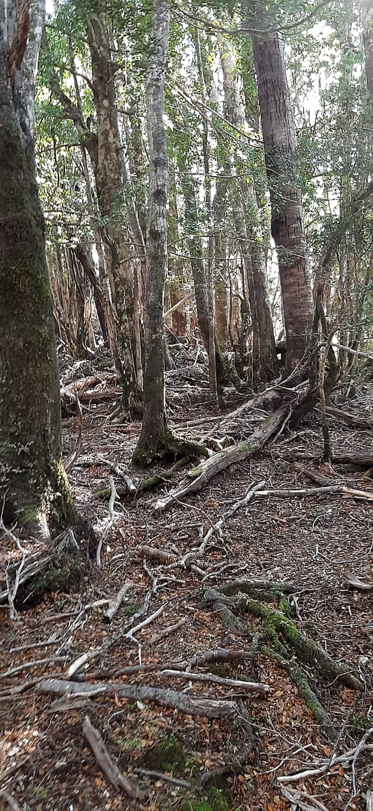 Terreno en venta en Puerto Montt — foto 3