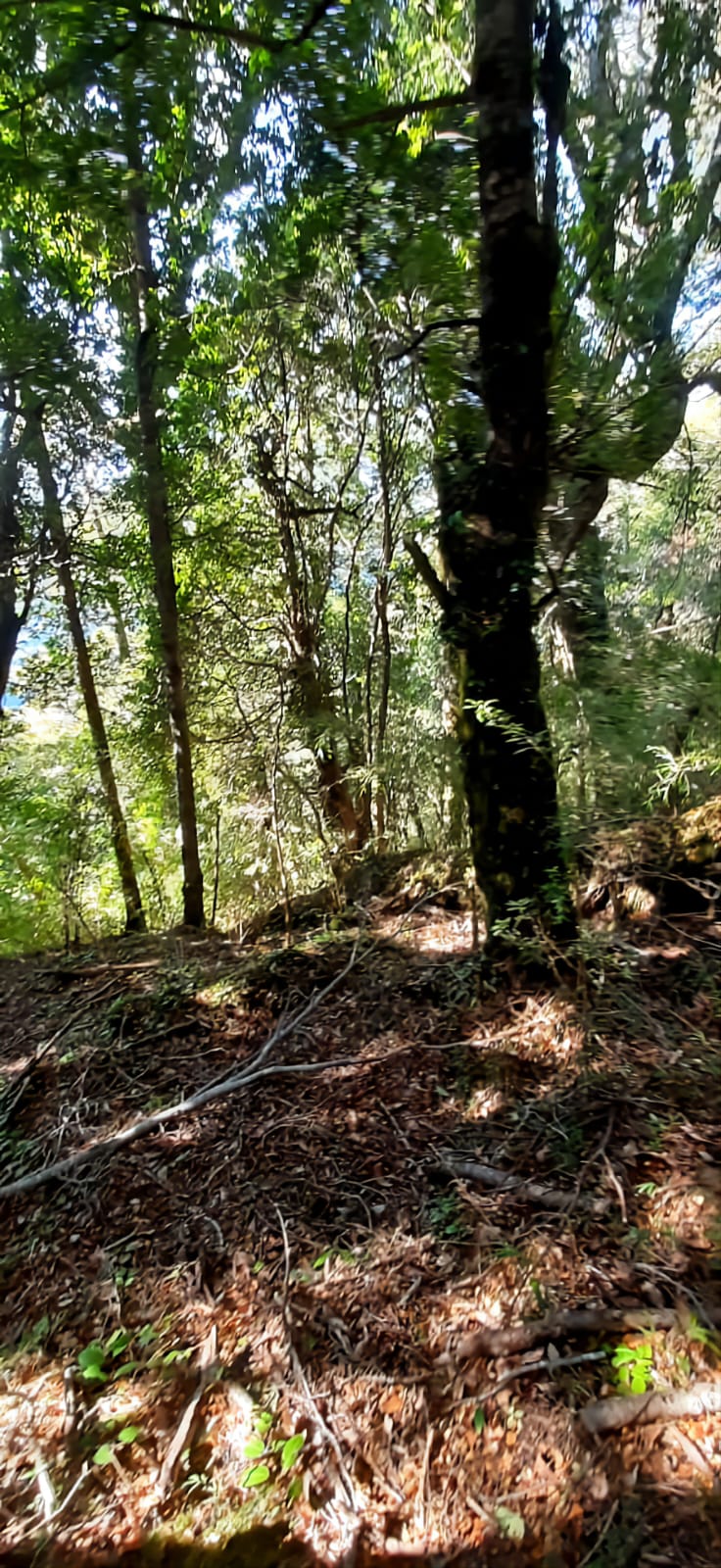 Terreno en venta en Puerto Montt — foto 6