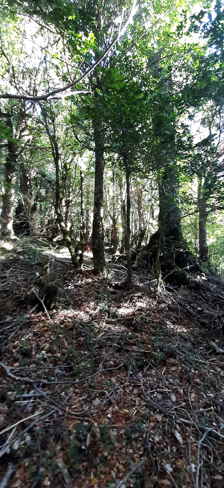 Terreno en venta en Puerto Montt — foto 9