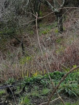 Terreno en venta en Villarrica — foto 7