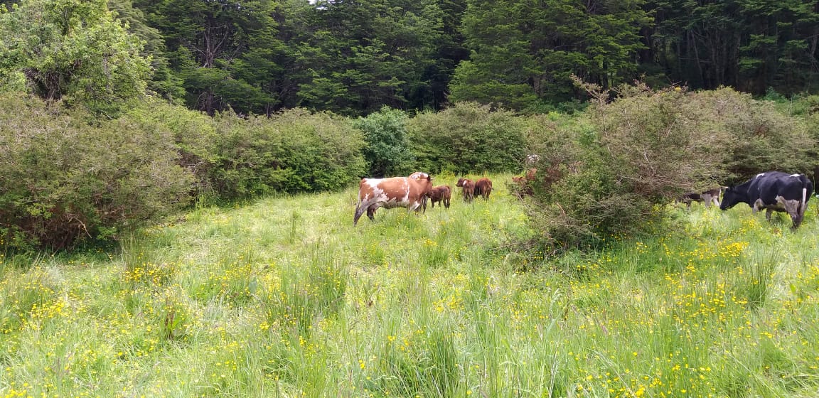 Terreno en venta en Coyhaique — foto 5