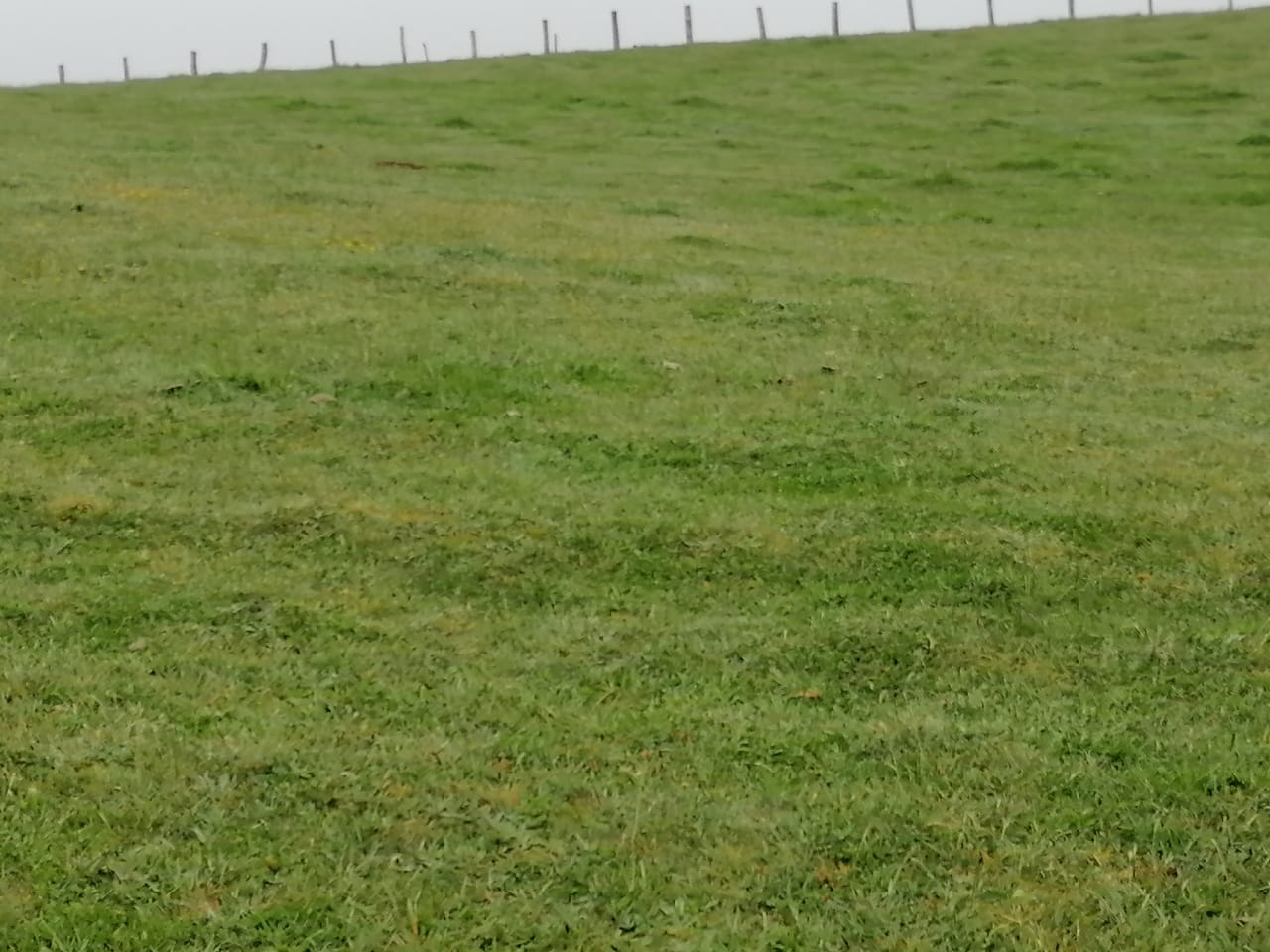 Terreno en venta en Los Muermos — foto 2