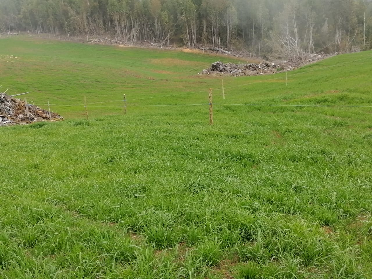 Terreno en venta en Los Muermos — foto 3