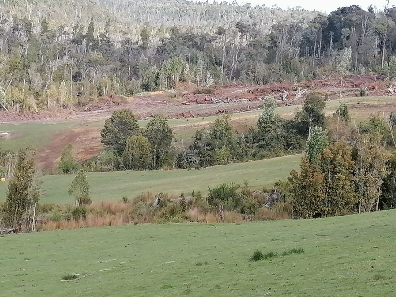 Terreno en venta en Los Muermos — foto 4