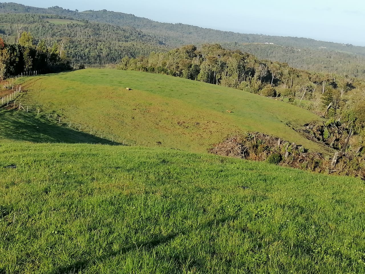 Terreno en venta en Los Muermos — foto 5