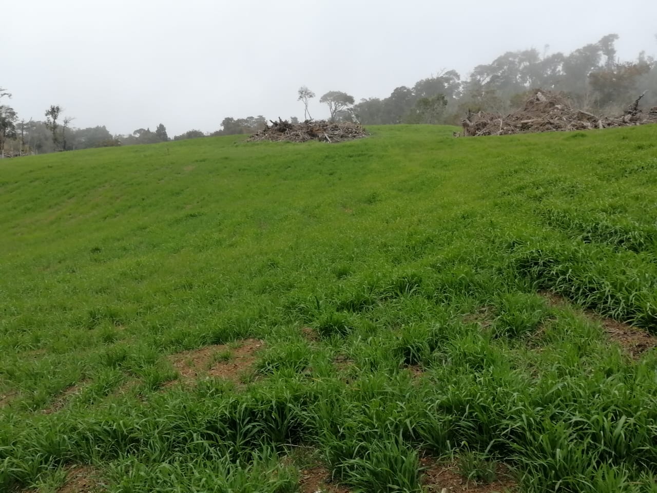 Terreno en venta en Los Muermos — foto 6