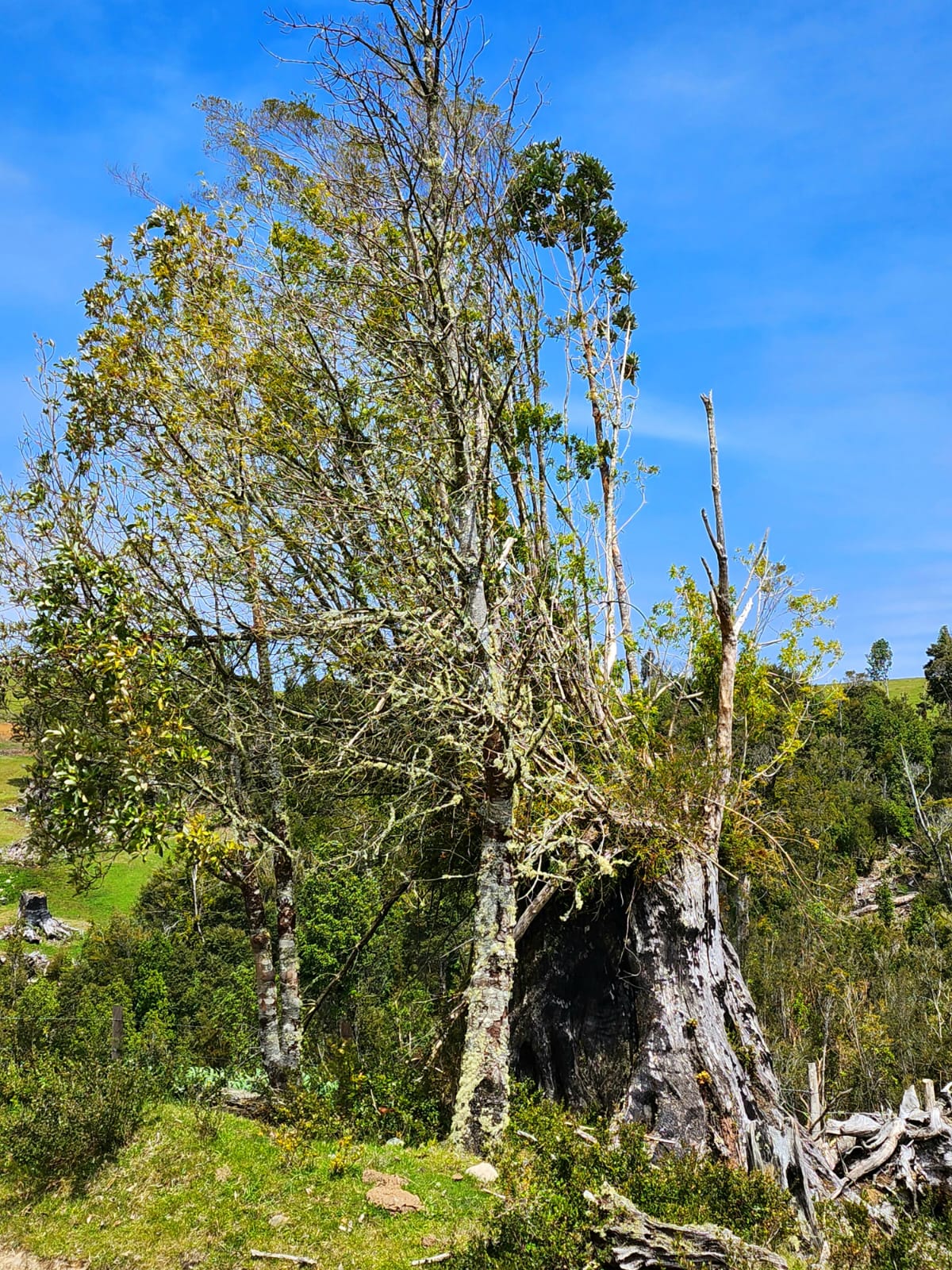 Terreno en venta en Los Muermos — foto 9