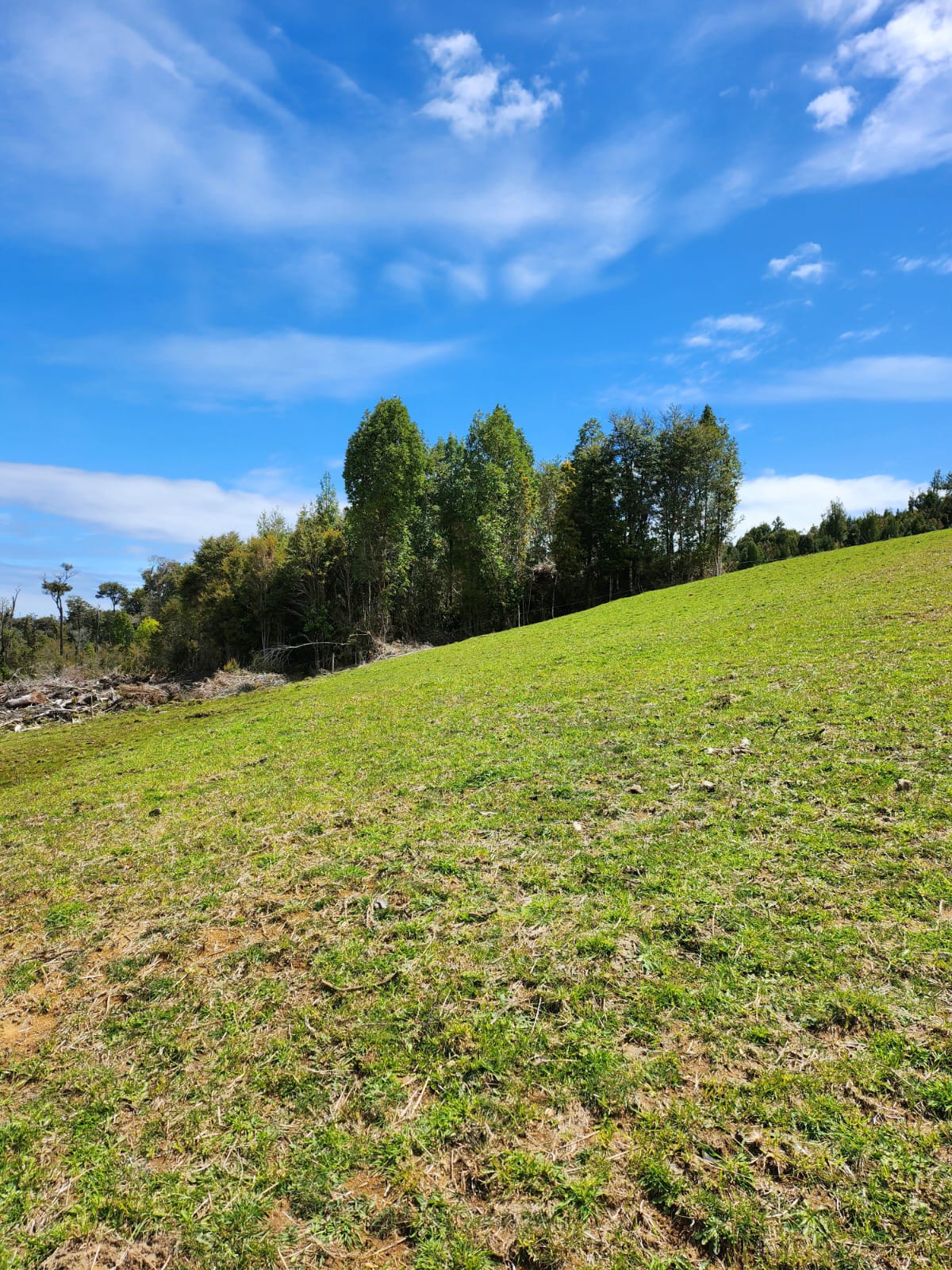 Terreno en venta en Los Muermos — foto 10