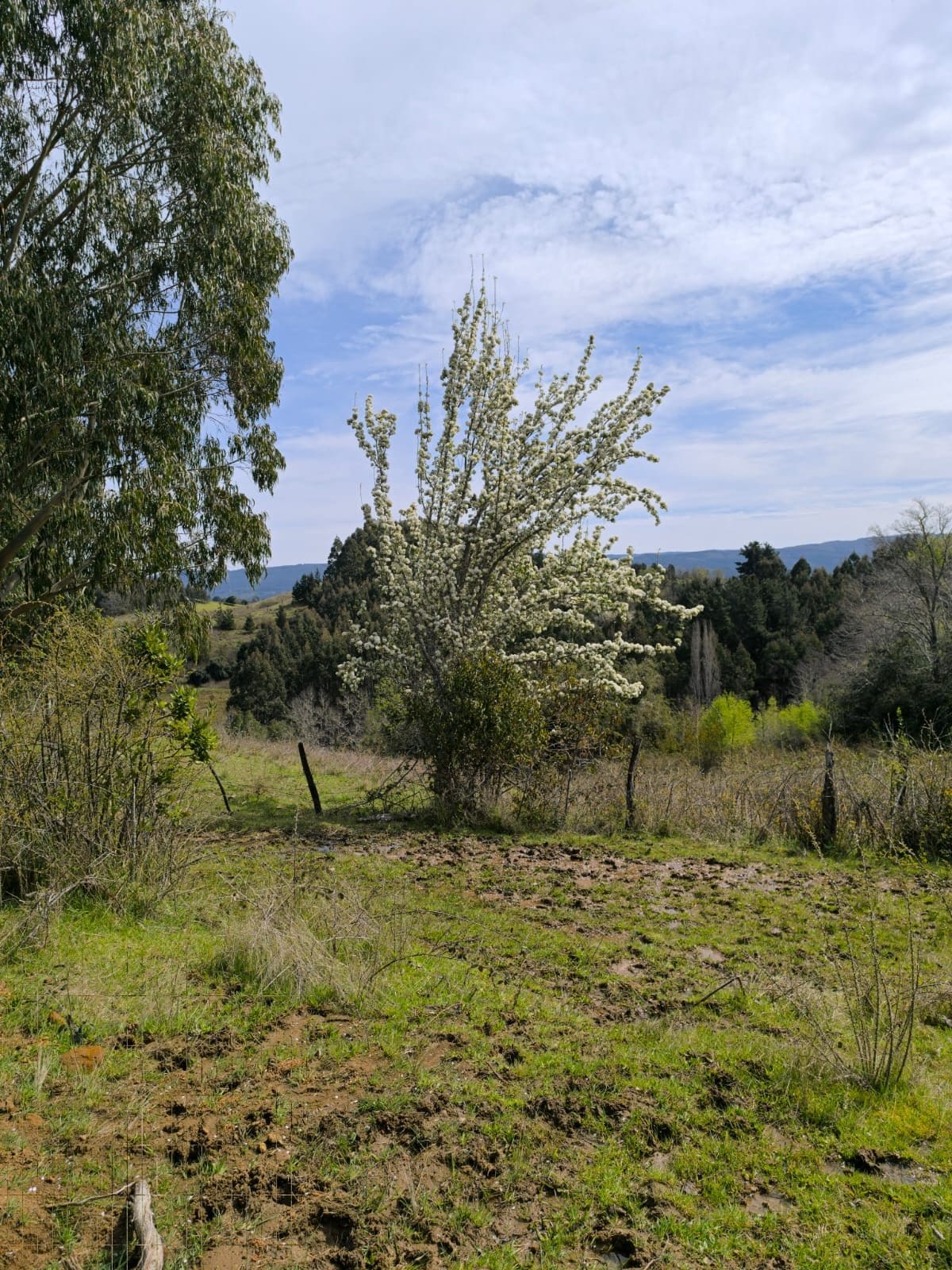 Campo en venta en La Unión — foto 2