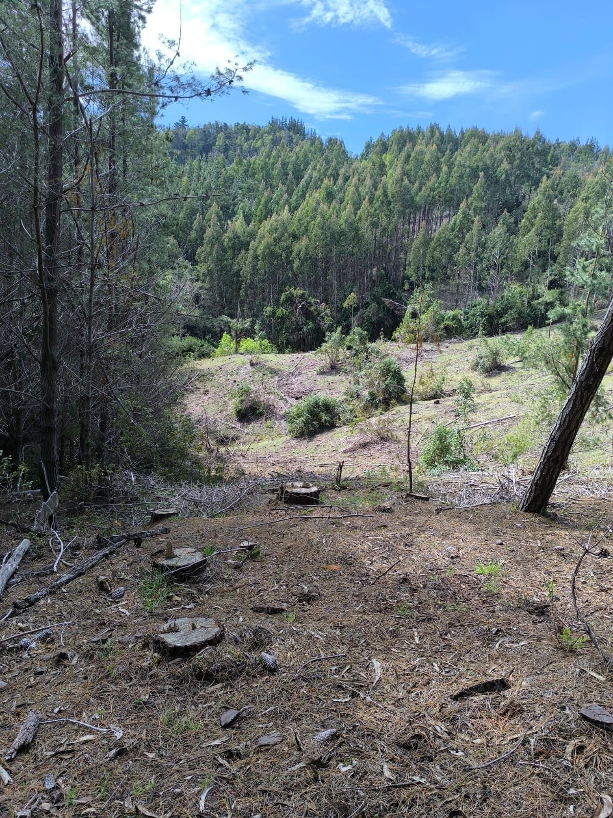 Campo en venta en La Unión — foto 3