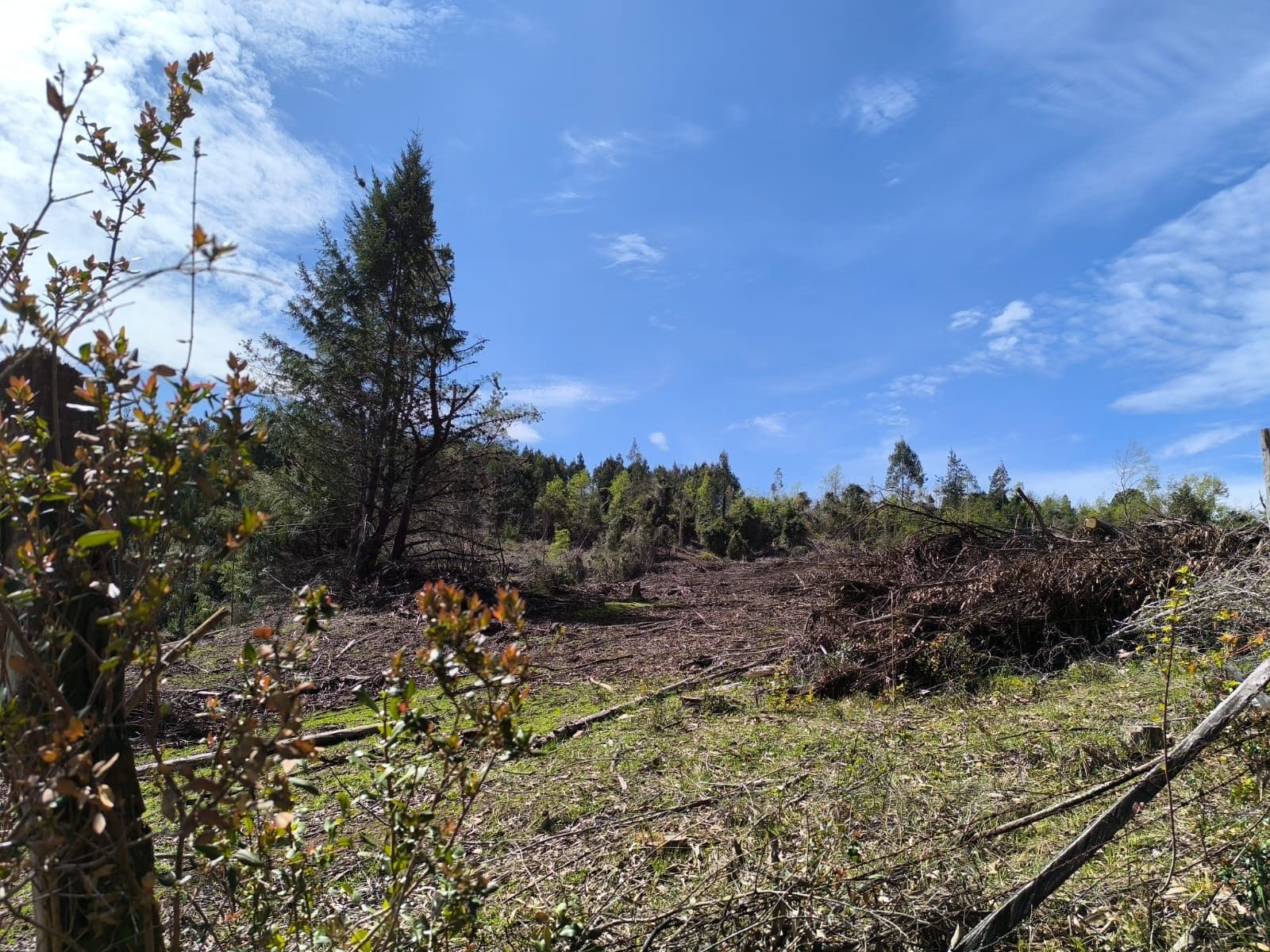 Campo en venta en La Unión — foto 4