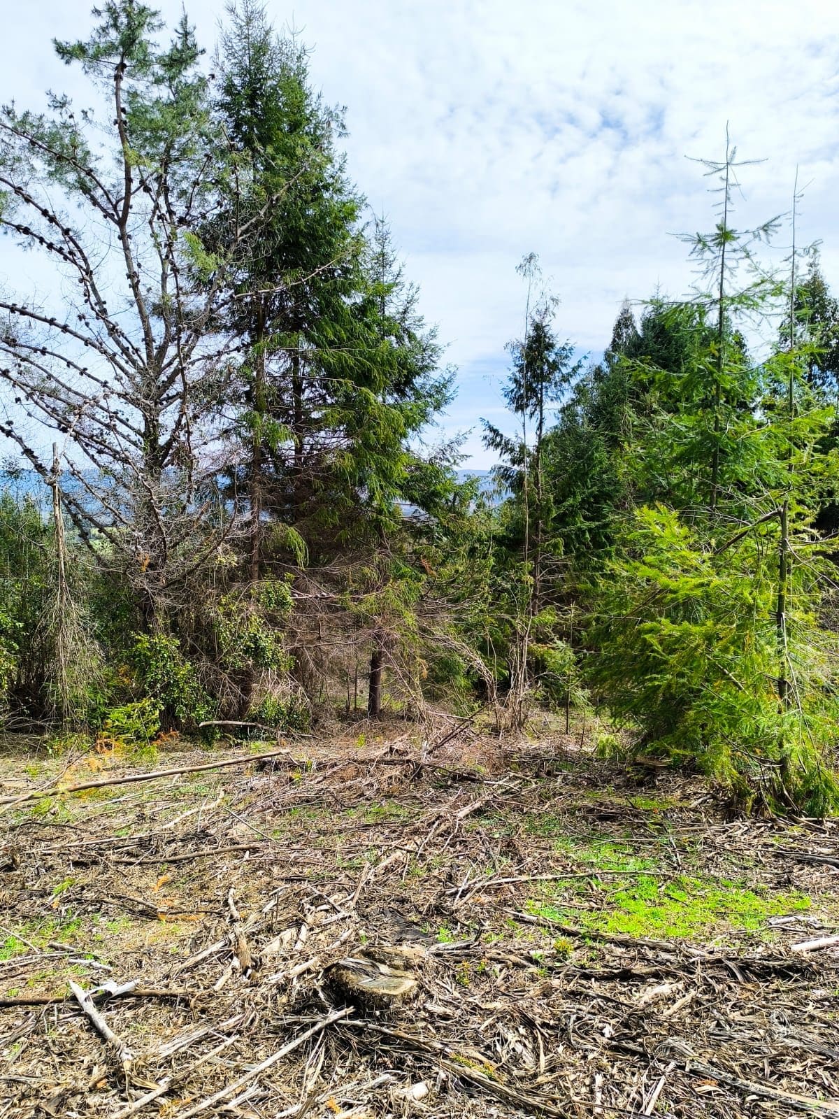 Campo en venta en La Unión — foto 6
