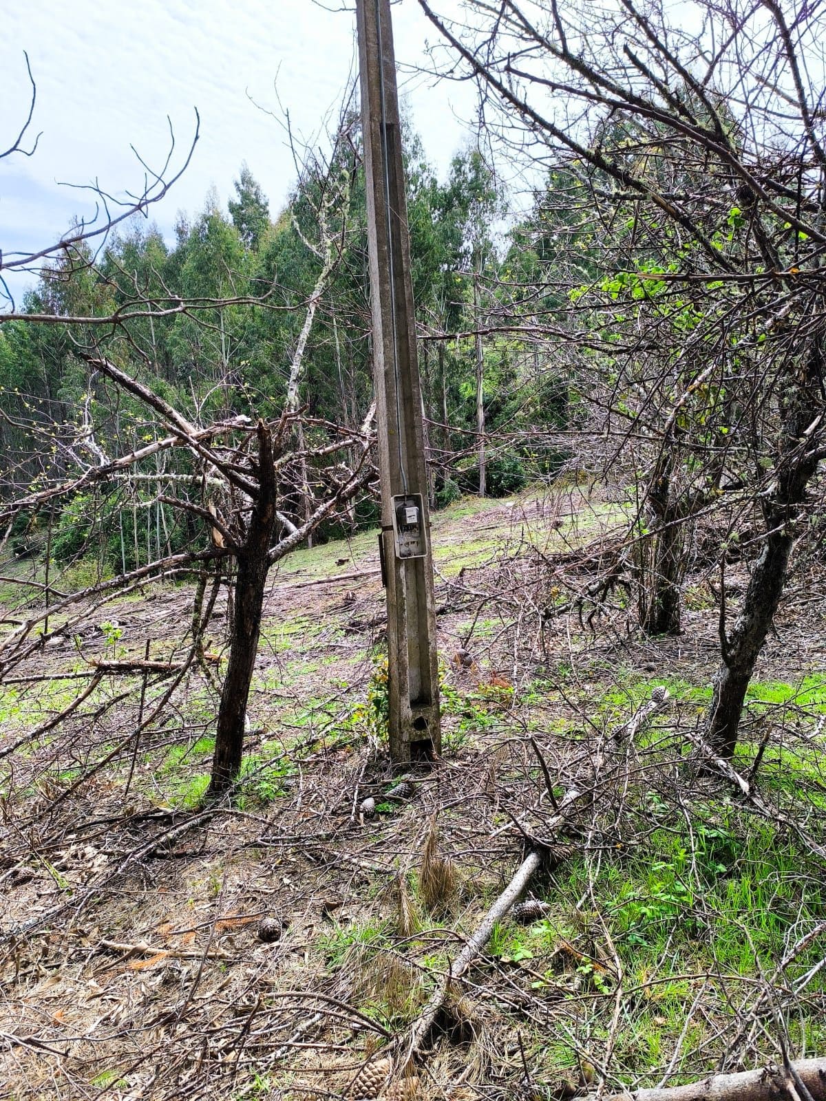 Campo en venta en La Unión — foto 8