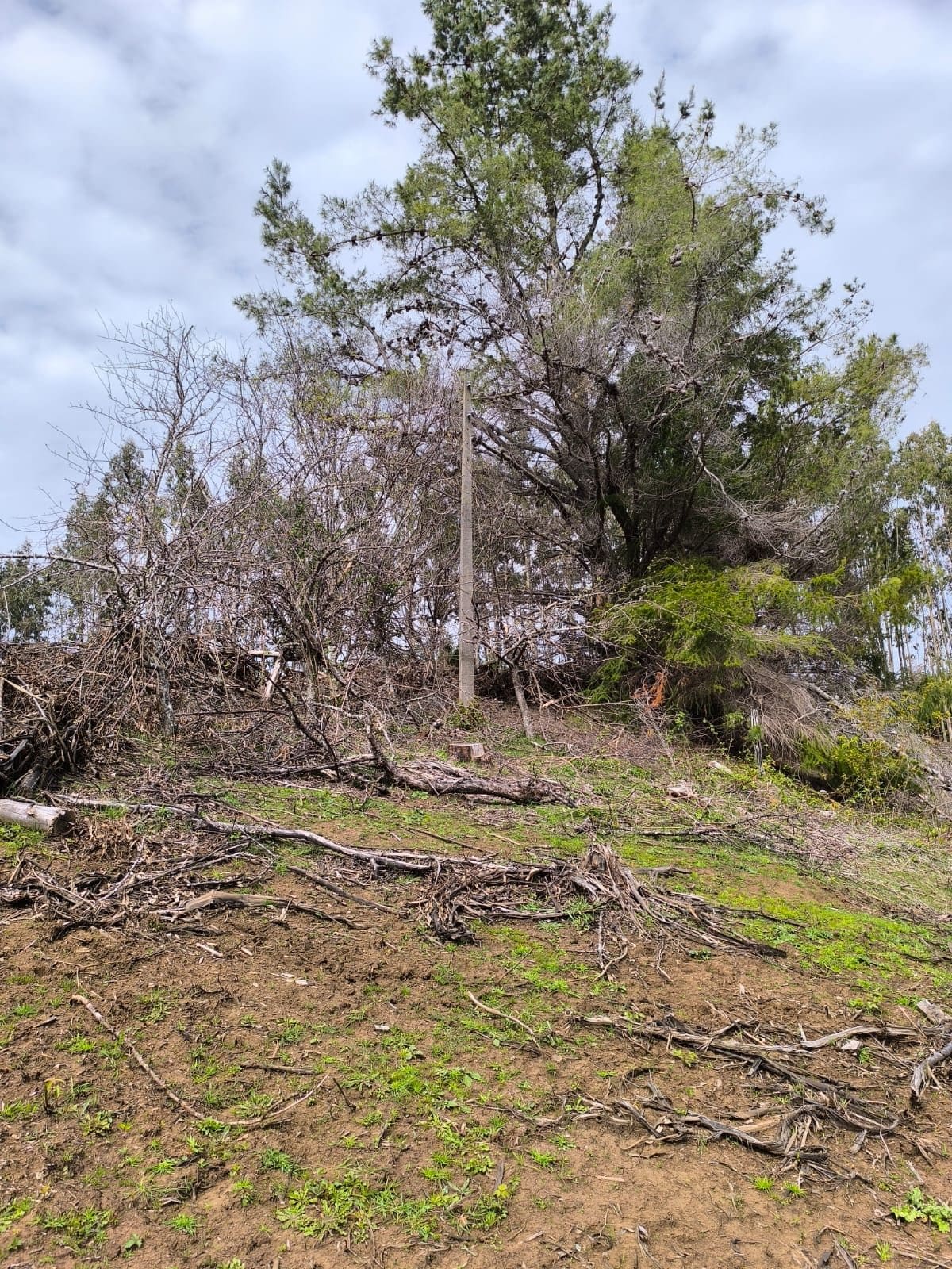 Campo en venta en La Unión — foto 10
