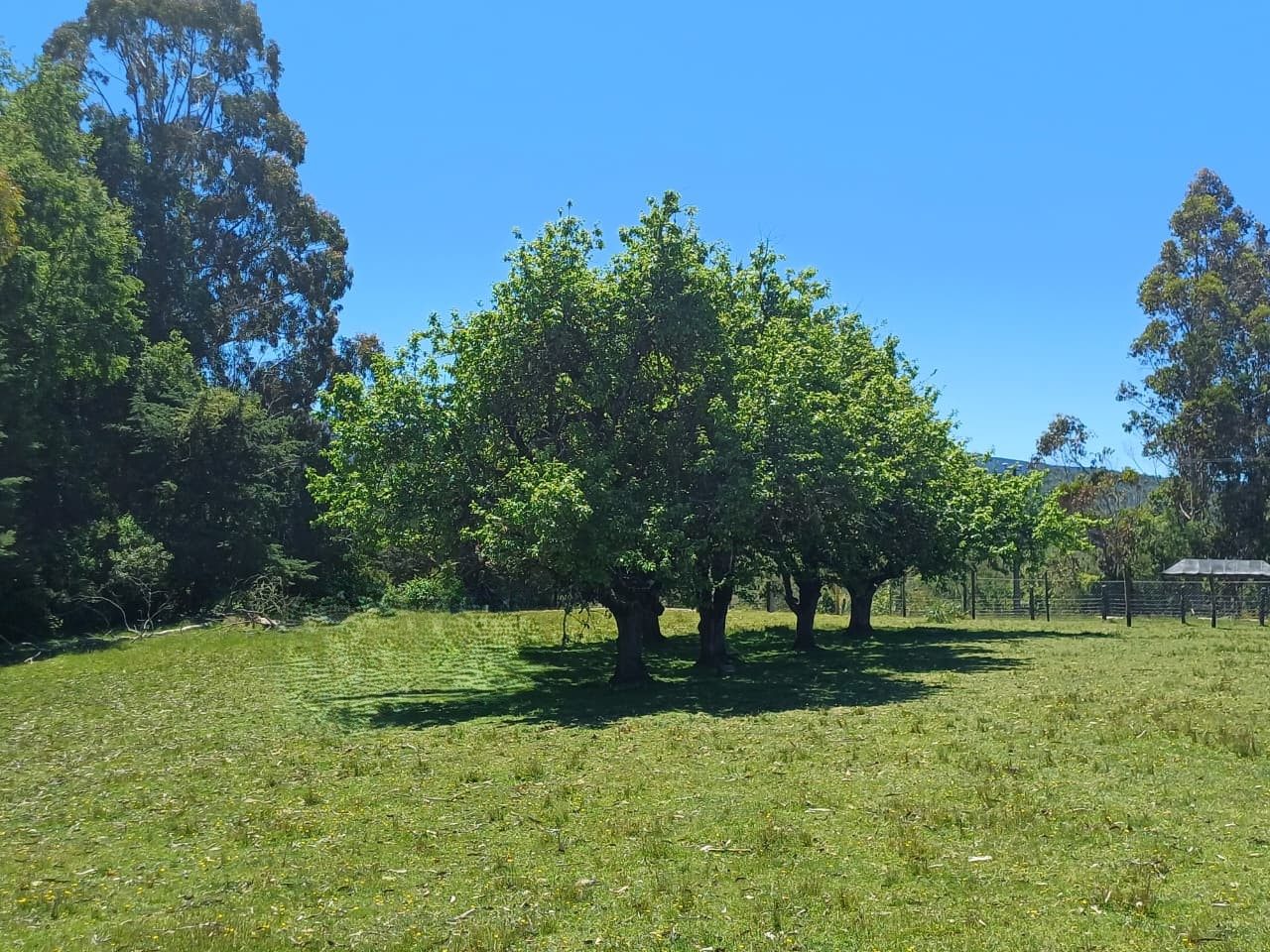 Parcela en venta en Mariquina — foto 7