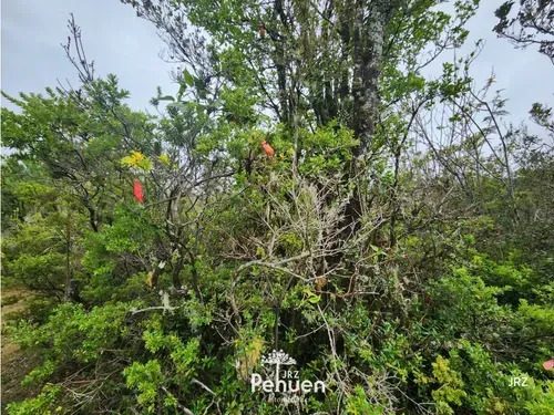 Parcela en venta en Valdivia — foto 2