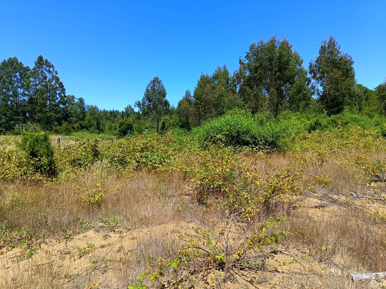 Parcela en venta en Valdivia — foto 2