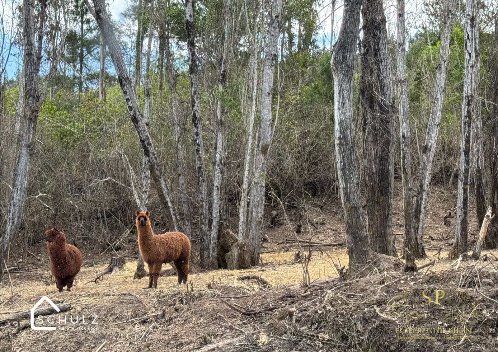 Parcela en venta en Cauquenes — foto 9