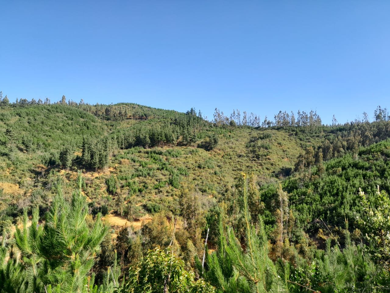 Terreno en venta en Vichuquén — foto 4