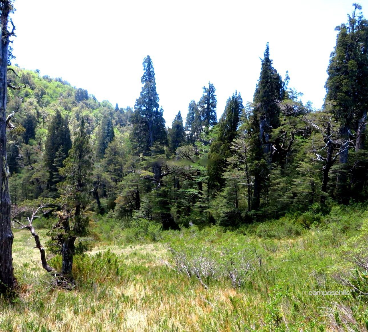 Campo en venta en Cochamó — foto 3