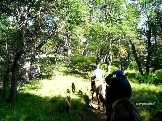 Campo en venta en Cochamó — foto 5