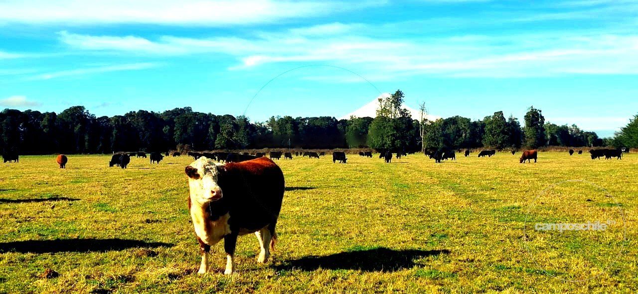 Campo en venta en Puerto Octay — foto 2
