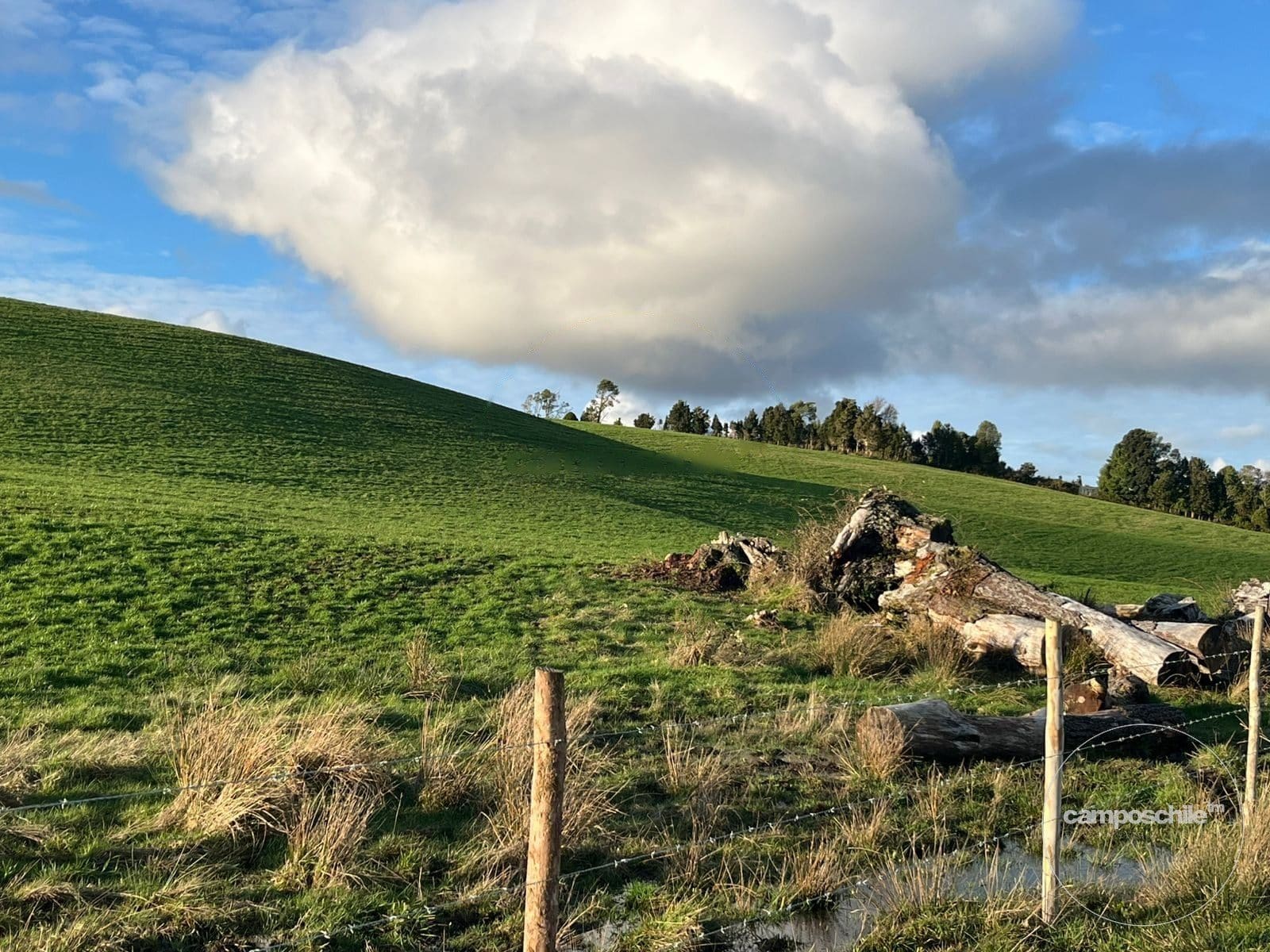 Campo en venta en Los Muermos — foto 3