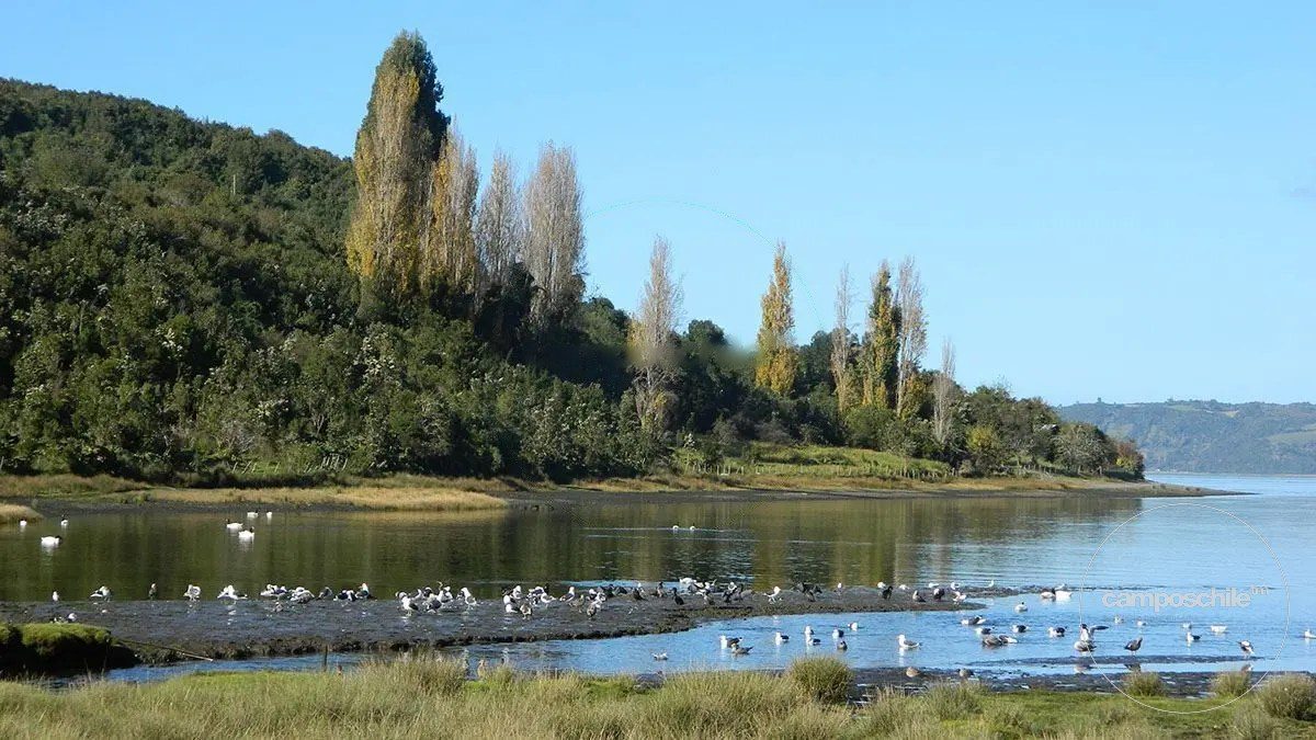 Campo en venta en Ancud — foto 4
