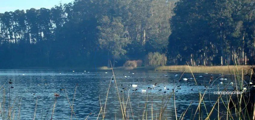 Campo en venta en Ancud — foto 5