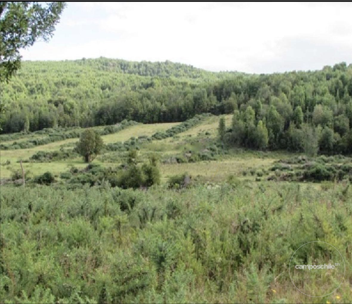 Campo en venta en Queilén — foto 1
