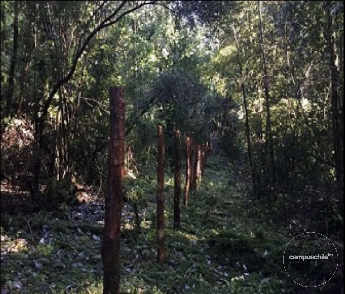 Campo en venta en Queilén — foto 3