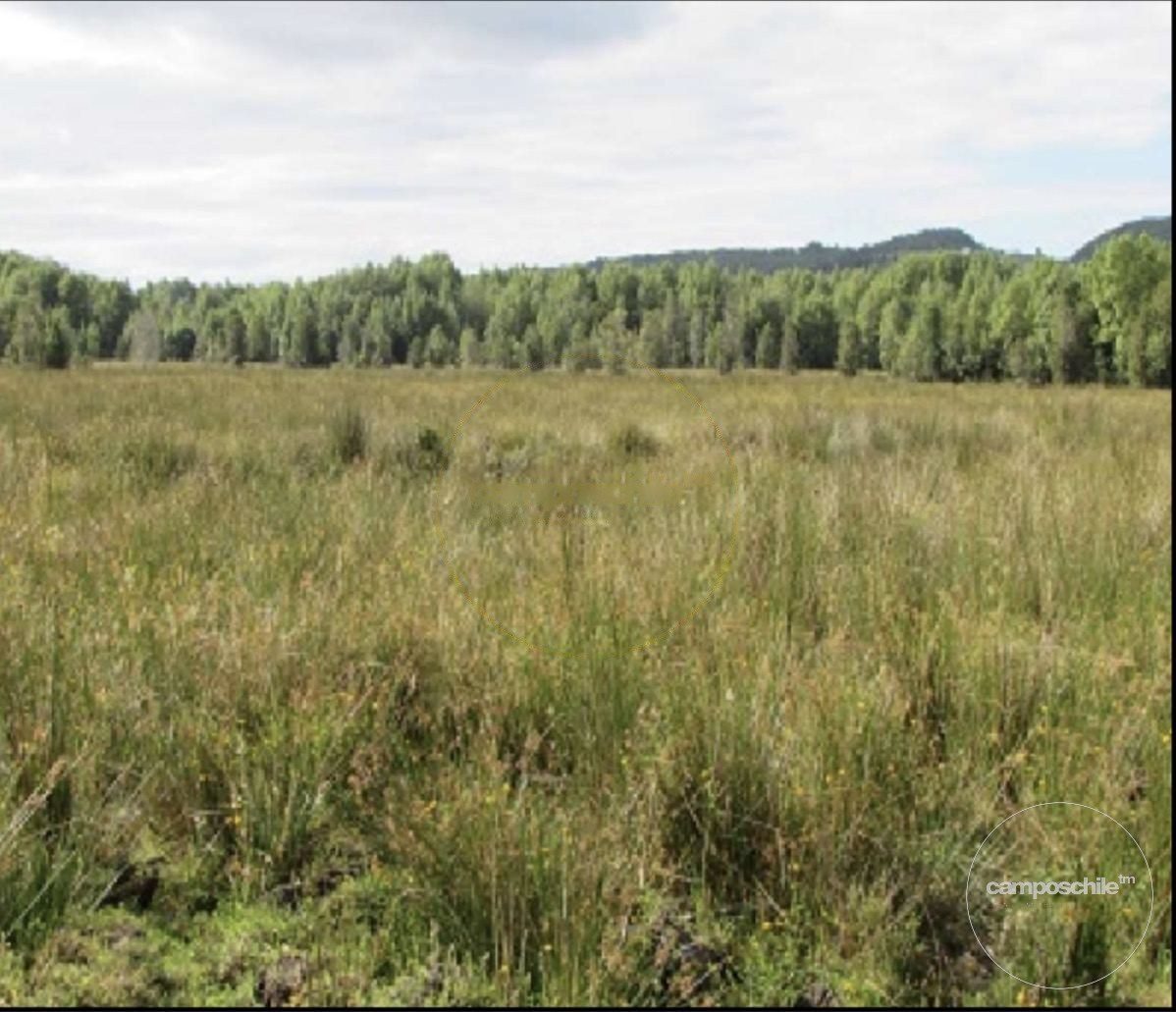 Campo en venta en Queilén — foto 8