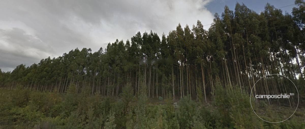 Campo en venta en Calbuco — foto 6