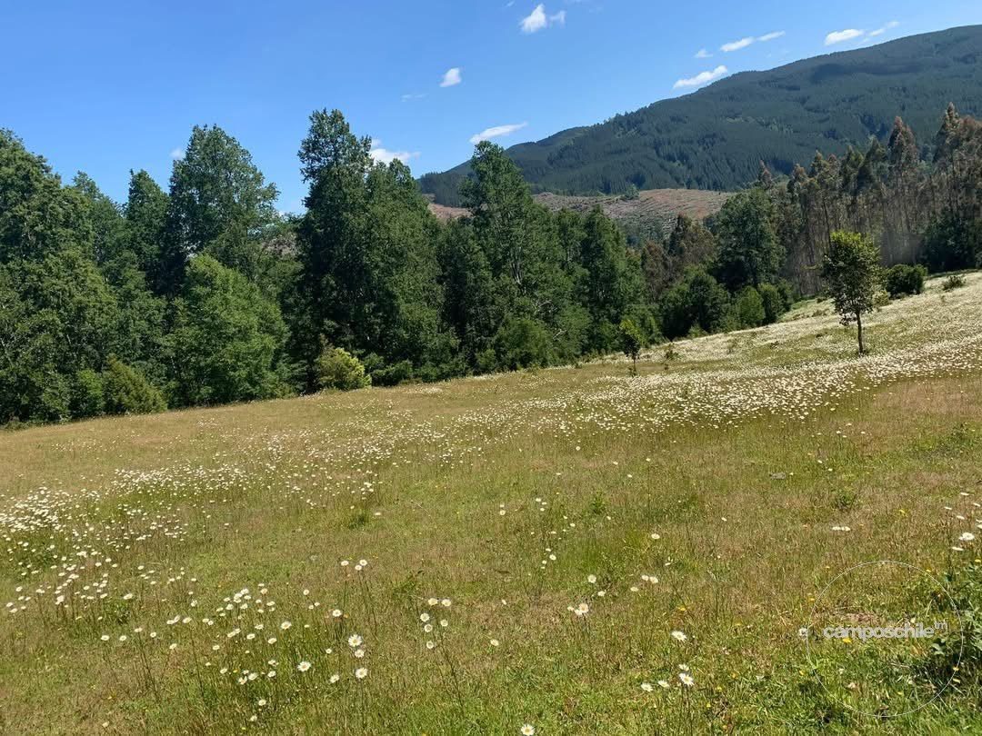 Campo en venta en Mariquina — foto 1