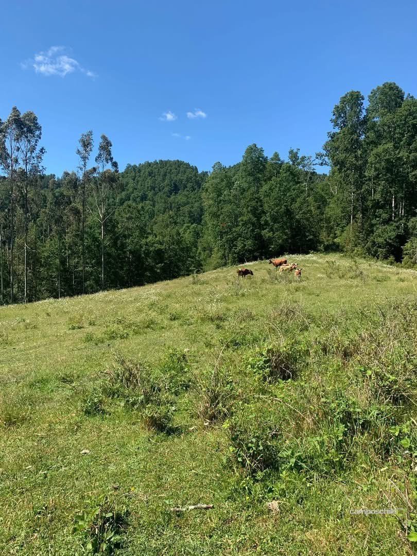 Campo en venta en Mariquina — foto 3