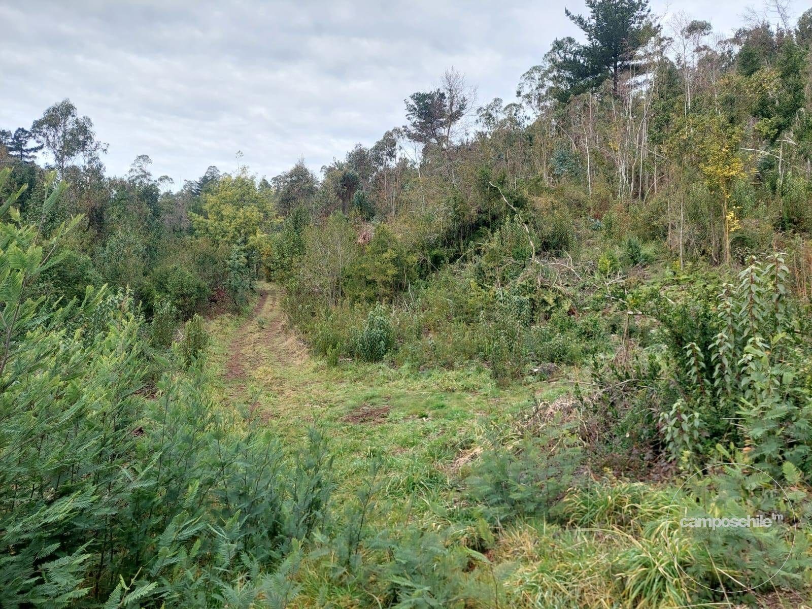 Parcela en venta en Pitrufquén — foto 4