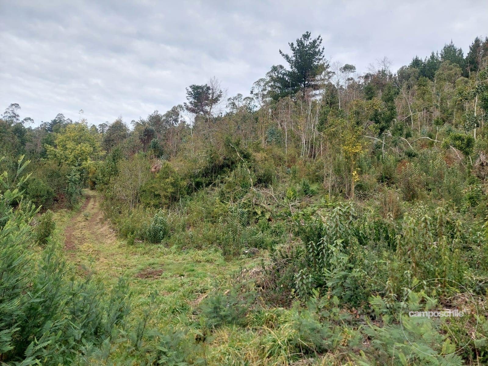 Parcela en venta en Pitrufquén — foto 5